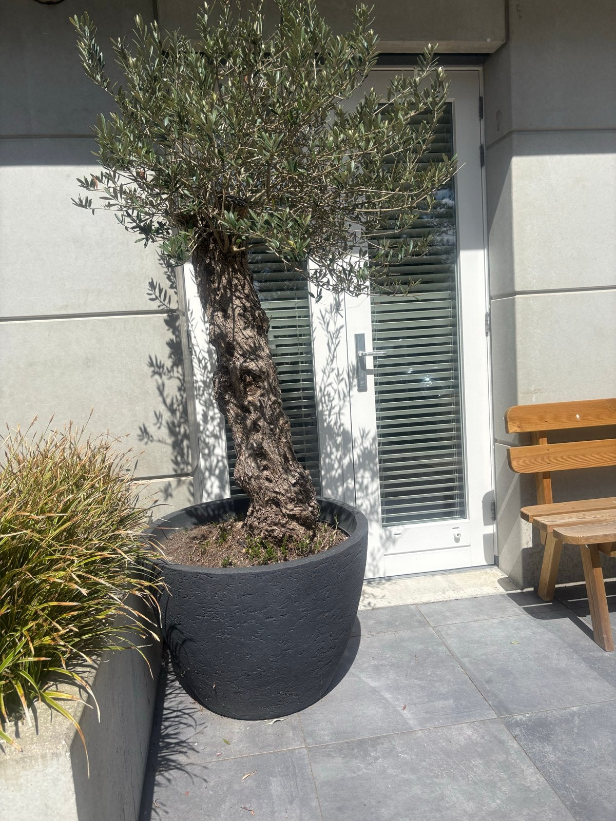 Grote Olijfboom in Pot hoed onderhouden, Tuin en Terras, Planten | Tuinplanten, Vaste plant, Overige soorten, Volle zon, Bloeit niet