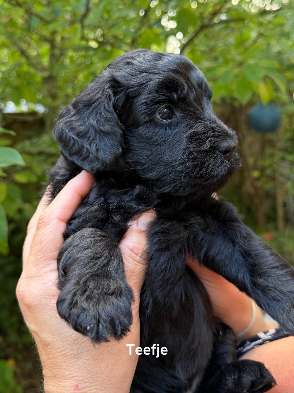 Medium Labradoodle pups – reutje & teefje beschikbaar, Parvo, 8 tot 15 weken, Meerdere, Meerdere dieren