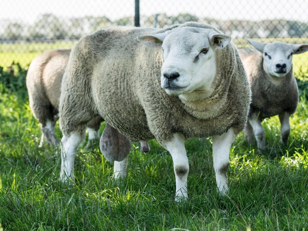 Te koop Engelse Texelaar Dekram, Dieren en Toebehoren, Mannelijk, Schaap, 0 tot 2 jaar