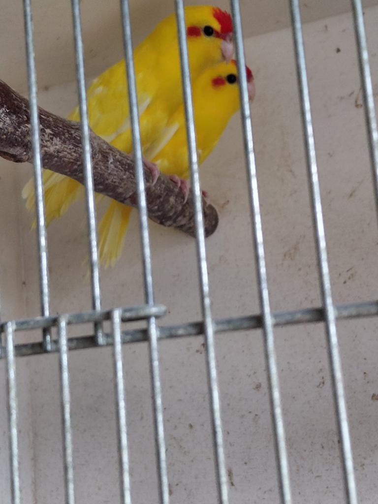 Onverwante koppels kakariki's, Dieren en Toebehoren, Vogels | Parkieten en Papegaaien, Meerdere dieren, Parkiet, Geringd
