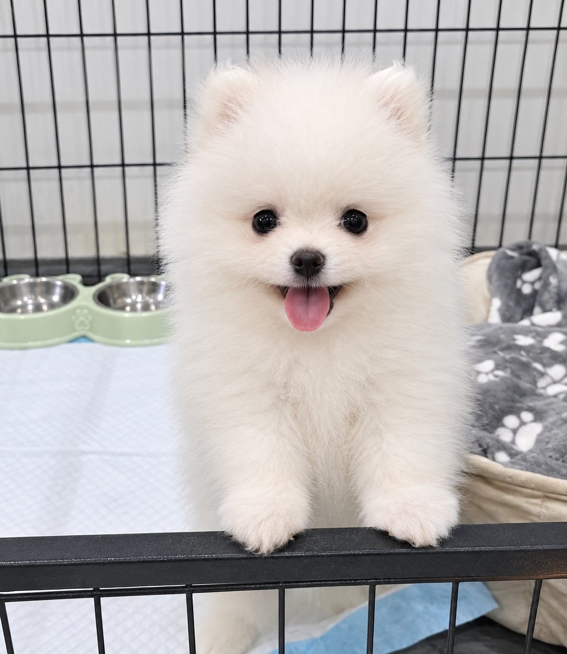 Pomeriaan reu pups, Eén hond, Nederland, Particulier, Reu