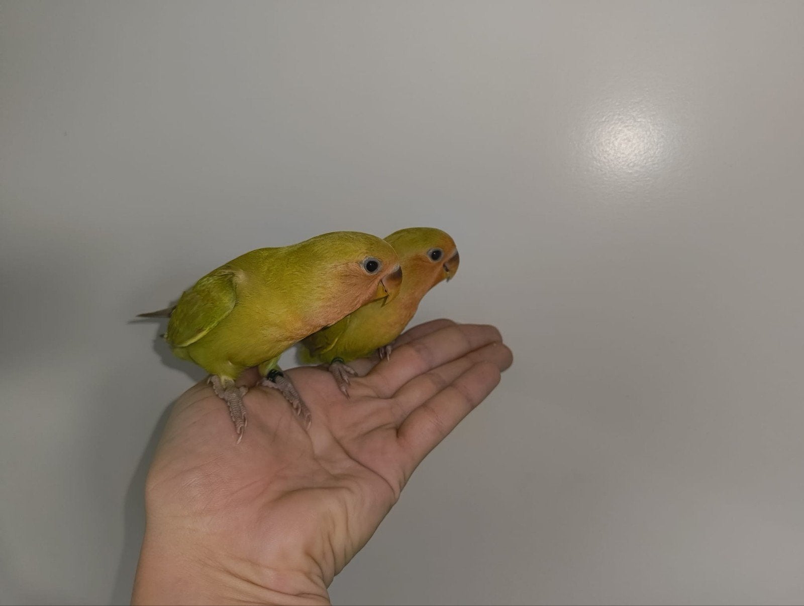 1 jonge agapornis roseicollis, Vrouwelijk, Dwergpapegaai of Agapornis, Tam
