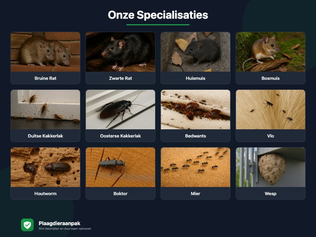 Kakkerlakkenbestrijding klem overlast wering zilvervisjes, Ophalen of Verzenden, Nieuw
