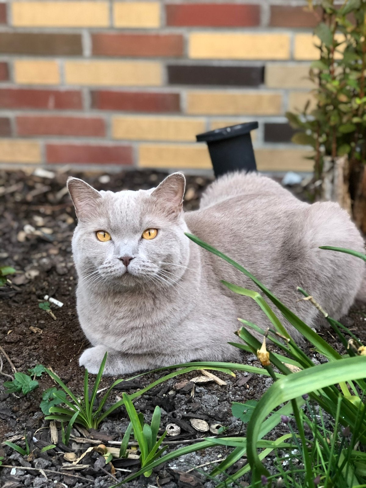 KaterBritse korthaar - lilac, Kater, Gechipt, 6 jaar of ouder