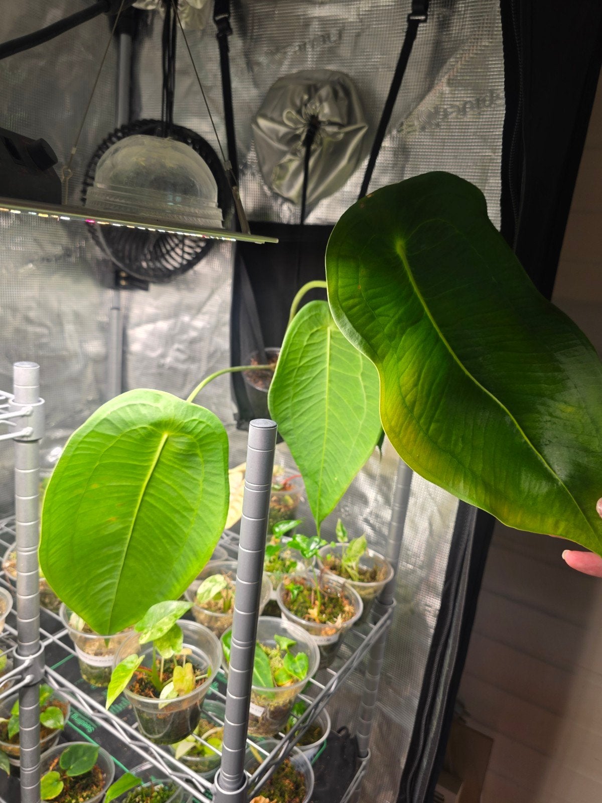 Anthurium Peltigerum, Ophalen of Verzenden, Halfschaduw, Minder dan 100 cm