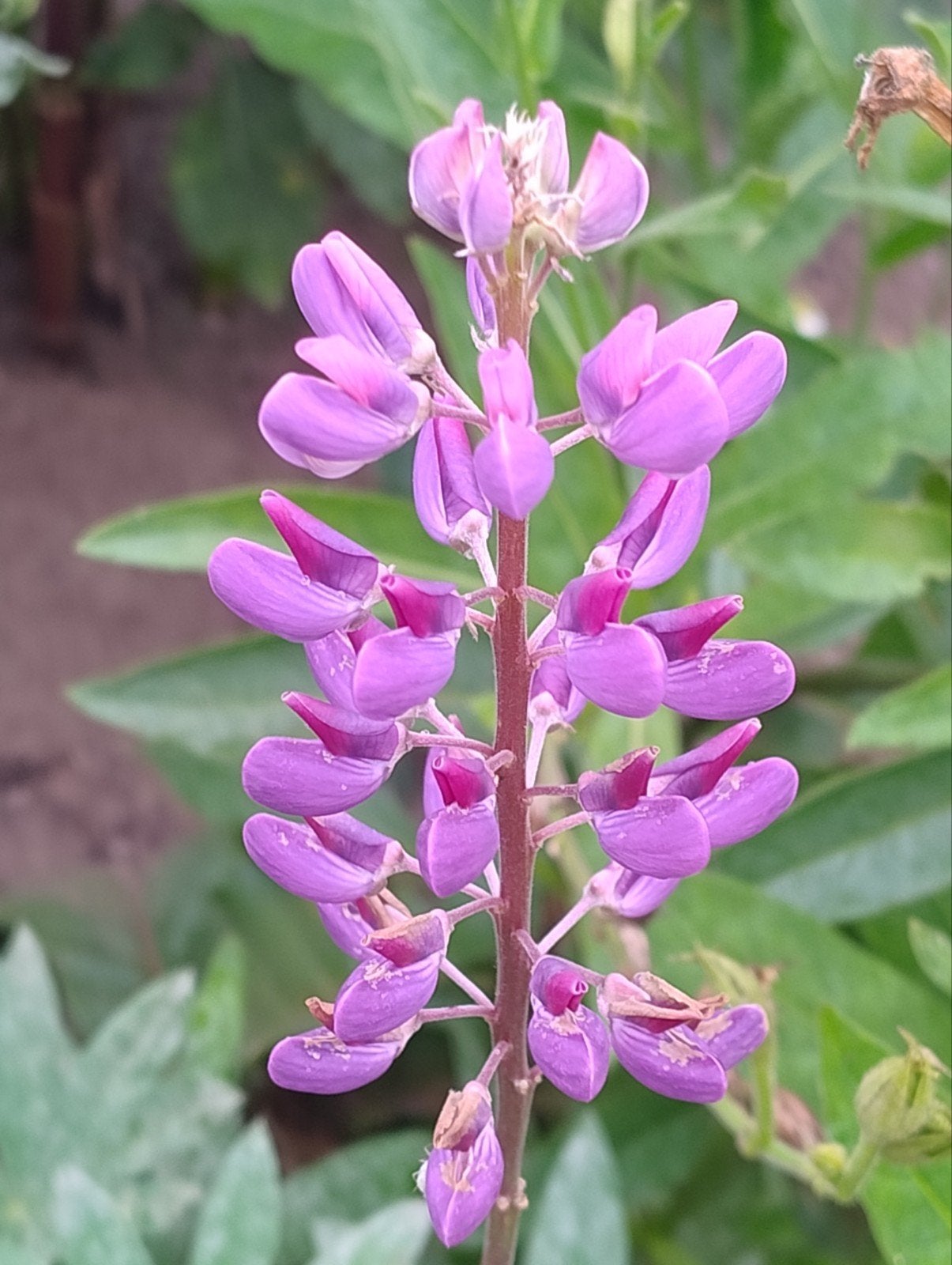 Lupine zaden biologisch gekweekt, Ophalen of Verzenden, Volle zon