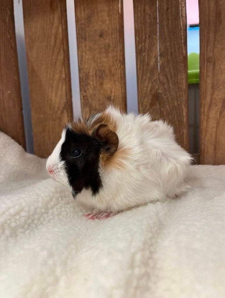 Cavia beertjes, Dieren en Toebehoren, Cavia, April, Mannelijk, Tam