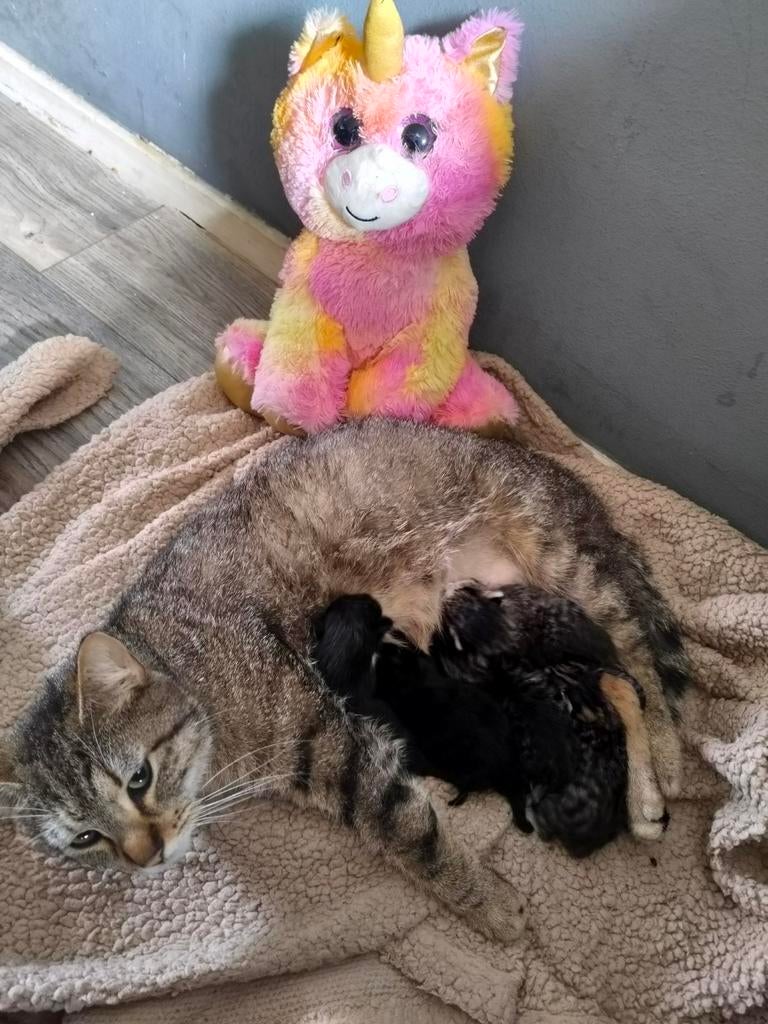 5 leuke kittens geboren, Meerdere dieren