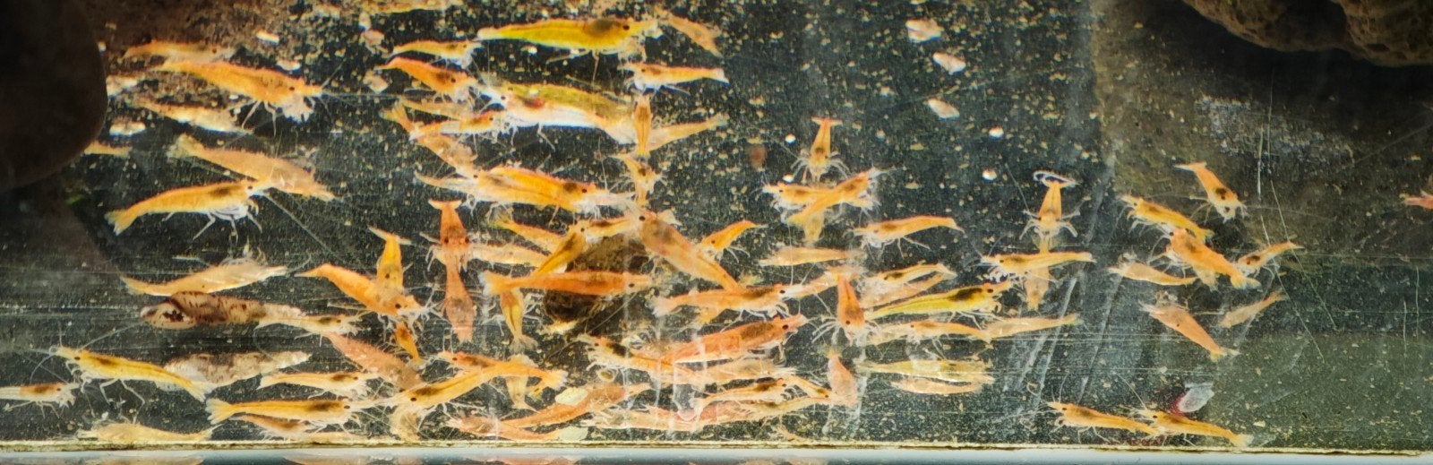 Neocaridina - mix garnalen - neocaridina garnalen, Kreeft, Krab of Garnaal, Zoetwatervis