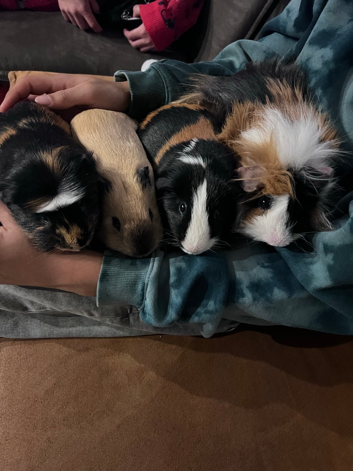Cavia mannetjes, Cavia, Mannelijk, November, Tam