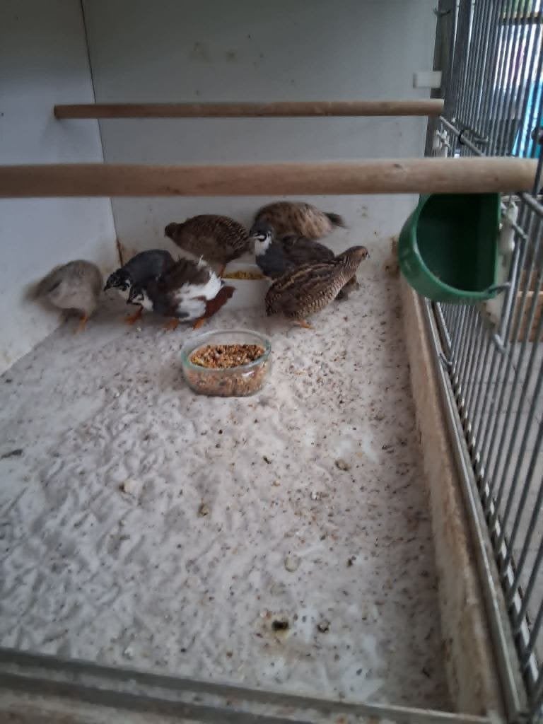 dwergkwartels, Dieren en Toebehoren, Meerdere dieren, Overige soorten