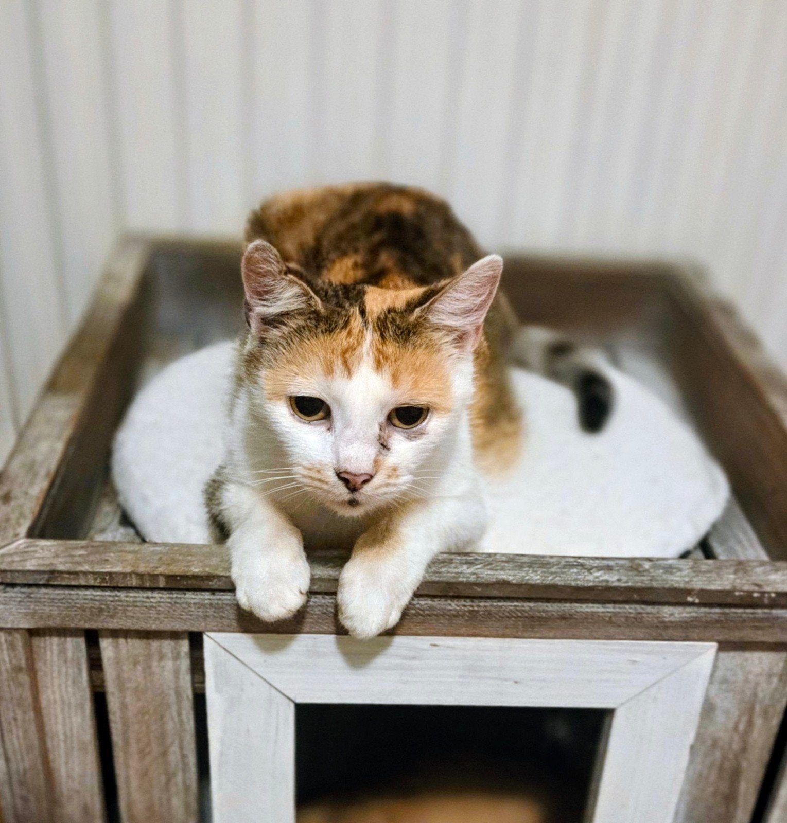 Van een leven vol zorgen naar een leven vol liefde – mama z, Poes, 6 jaar of ouder
