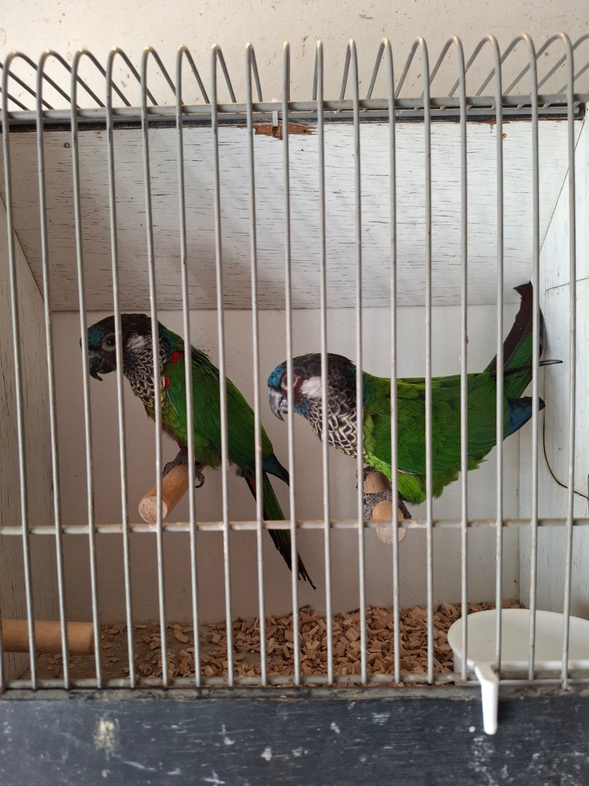 Koppel pyrrhura picta's, Meerdere dieren, Parkiet, Geringd
