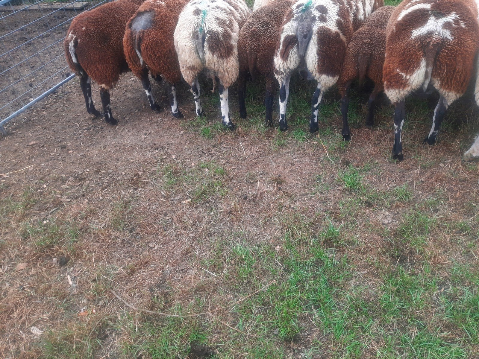 bonte ram fok dek zwoegervrij crapie vrij, Dieren en Toebehoren, Mannelijk, Schaap