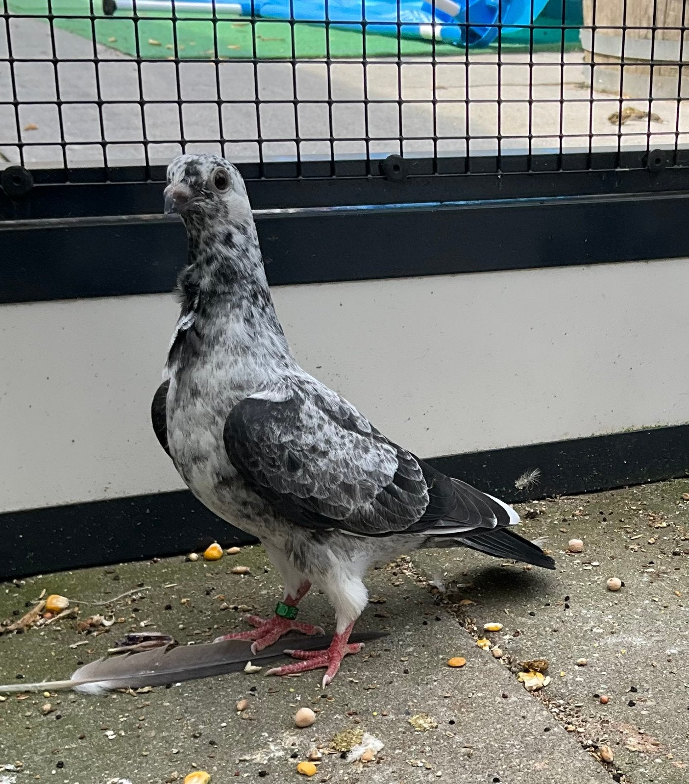 Twee jonge figurita valenciana duifjes, Dieren en Toebehoren, Geslacht onbekend, Overige soorten