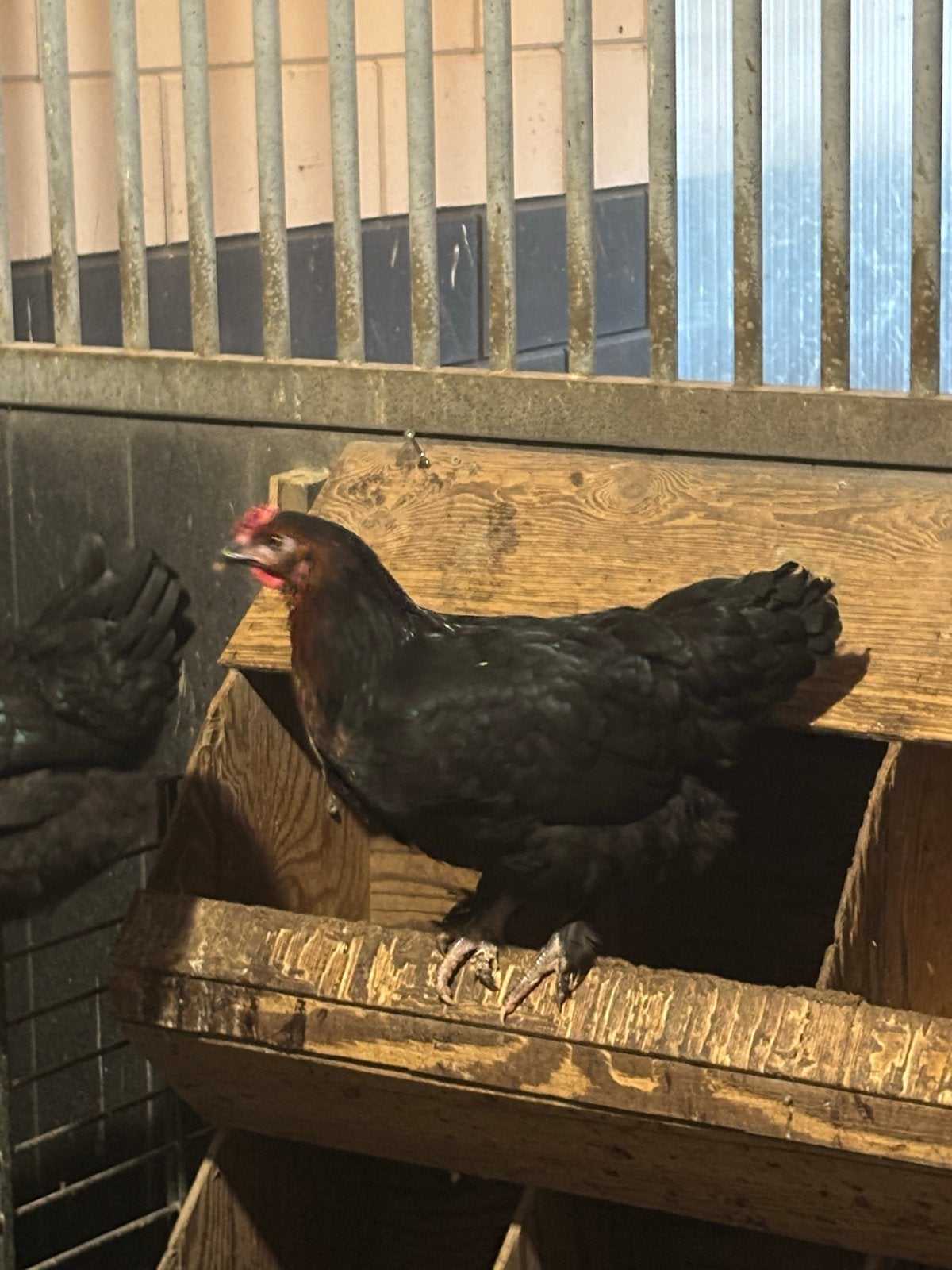 Jonge marans hennen kopperzwart geb april 2026 kippen