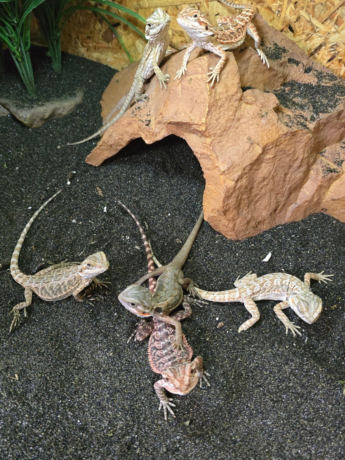 Prachtige jonge baardagamen (Pogona vitticeps) beschikbaar., 0 tot 2 jaar