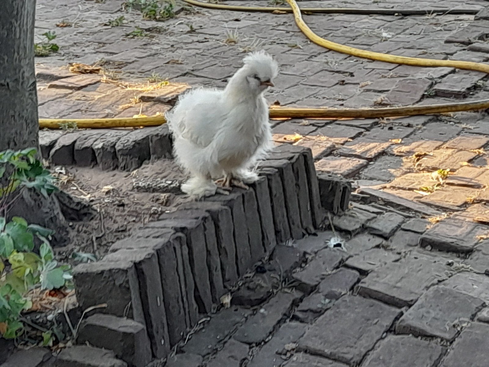 5 mooie jonge witte zijdehoenders / kippen, Dieren en Toebehoren, Geslacht onbekend, Kip