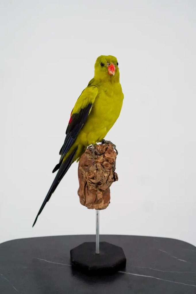 Grote Alexanderparkiet op houten blok, Ophalen of Verzenden, Nieuw, Vogel, Opgezet dier