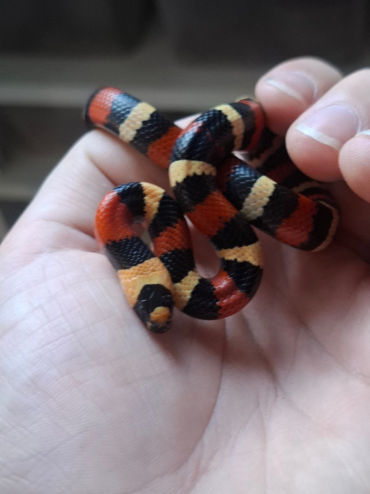 melkslang l. campbelli Milk Snake photo 8