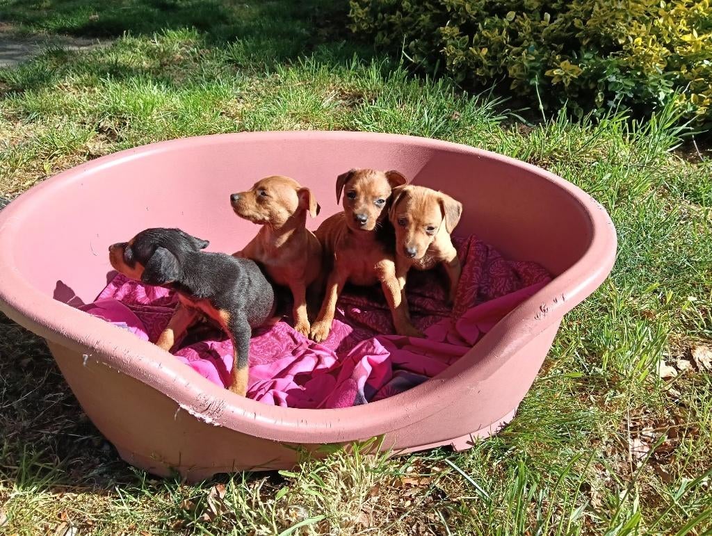 Dwergpincher dwergpinscher pups te koop, Dieren en Toebehoren, Honden | Bulldogs, Pinschers en Molossers, Parvo, Overige rassen