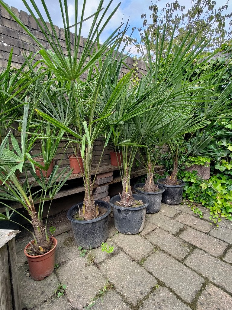 Winterharde Trachycarpus fortunei palmen te koop, Tuin en Terras, Planten | Bomen, Bloeit niet, 100 tot 250 cm, Palmboom, Ophalen