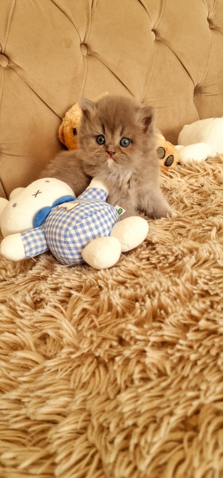 Britse Langhaar x Ragdoll kittens | Blue & Colourpoint, Dieren en Toebehoren, Poes, Ontwormd, 0 tot 2 jaar