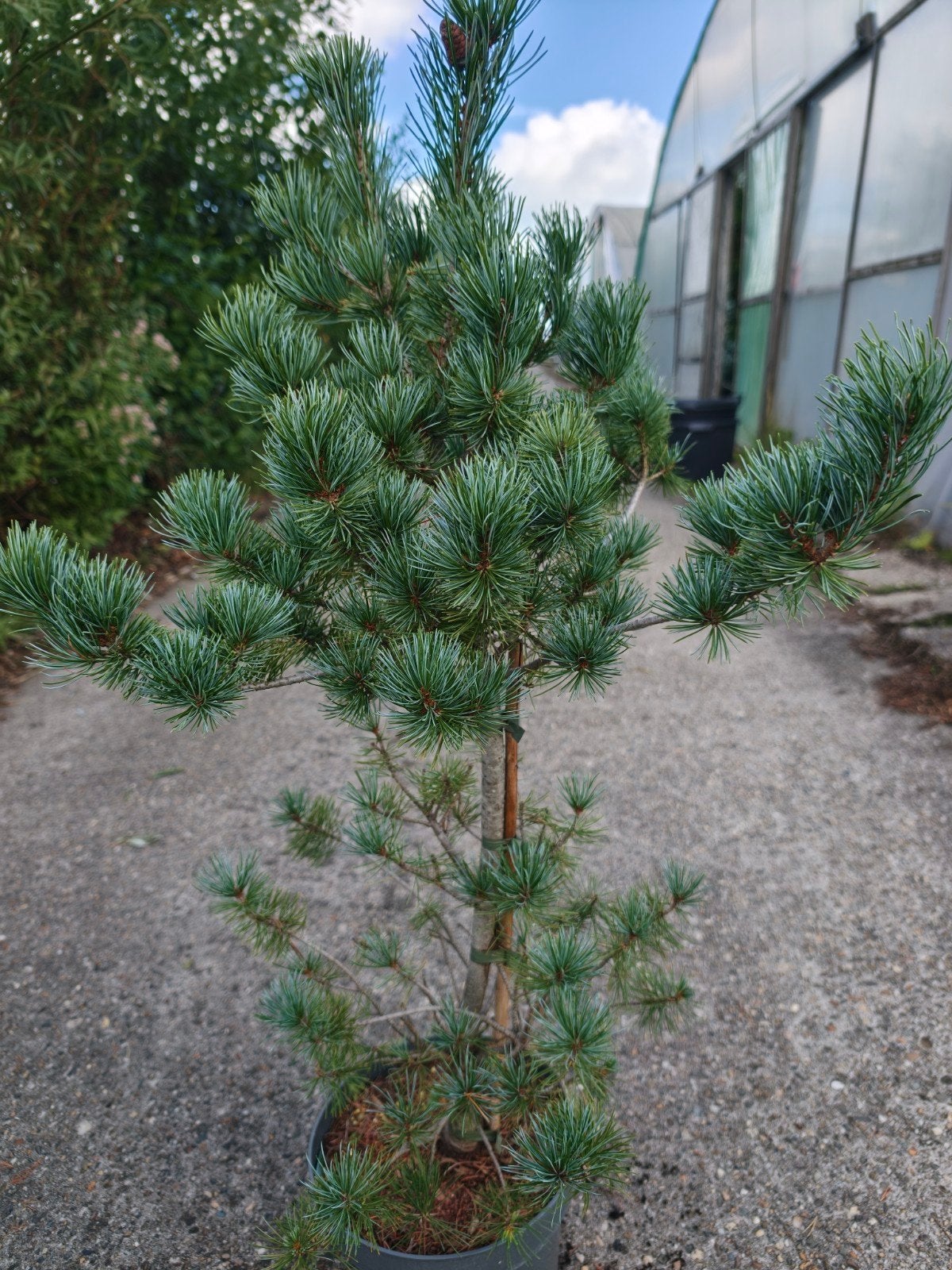 Japanse witte den (Pinus parviflora), Ophalen of Verzenden
