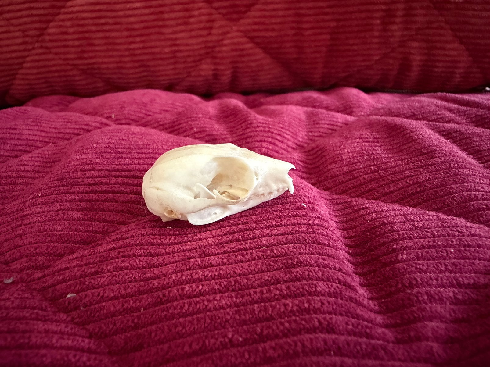 Schedel Suger Glider, Ophalen of Verzenden, Zo goed als nieuw, Overige soorten, Schedel