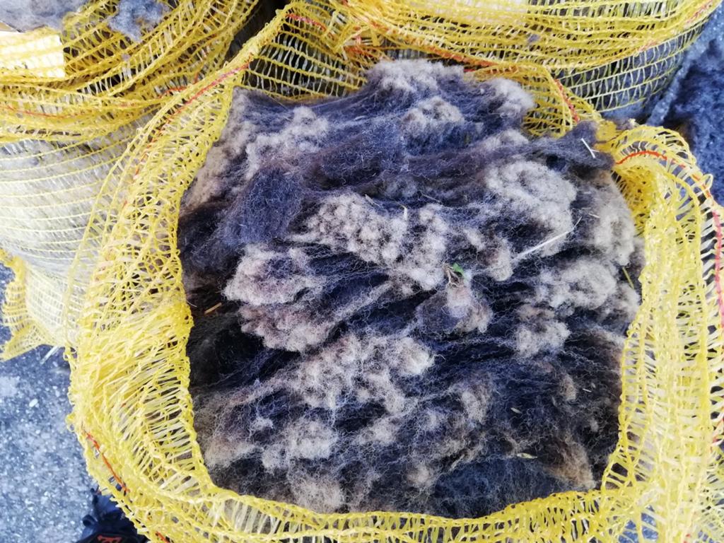 Vacht Gekleurde Ryeland, Dieren en Toebehoren, Schapen, Geiten en Varkens, Meerdere dieren, Schaap