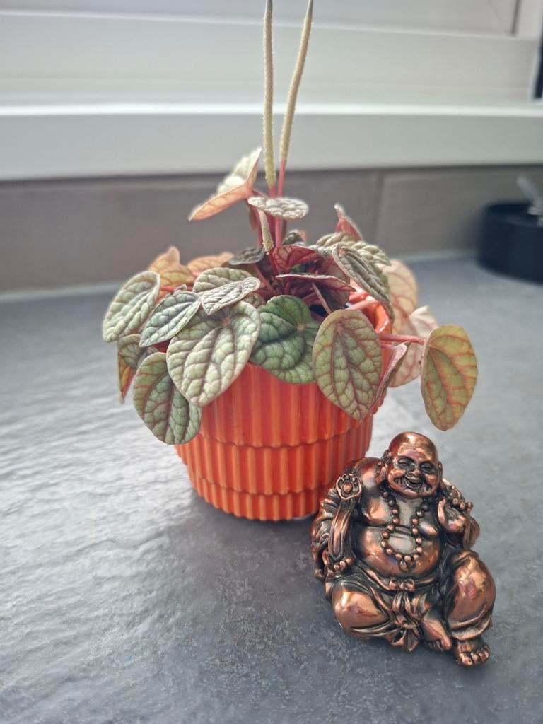 Plantje in oranje potje en boeddha metaal, Ophalen, Halfschaduw, Minder dan 100 cm