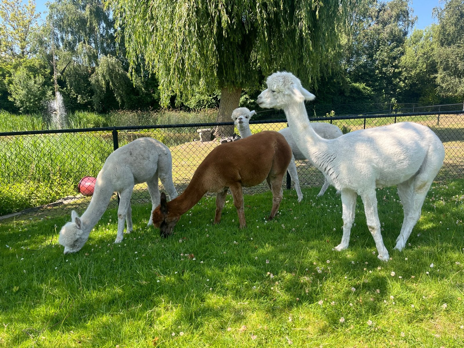 Alpaca’s te koop, Juli, Meerdere dieren