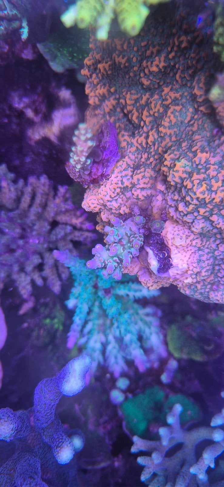 acropora angry birds, Dieren en Toebehoren, Overige typen, Zoutwatervis