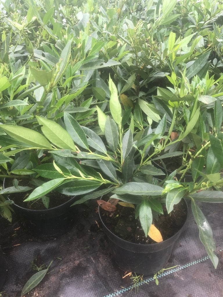 Laurier voor haag (Prunus laur. ' Otto Luyken'), Tuin en Terras, Planten | Struiken en Hagen, Ophalen, Laurier, Haag, Minder dan 100 cm