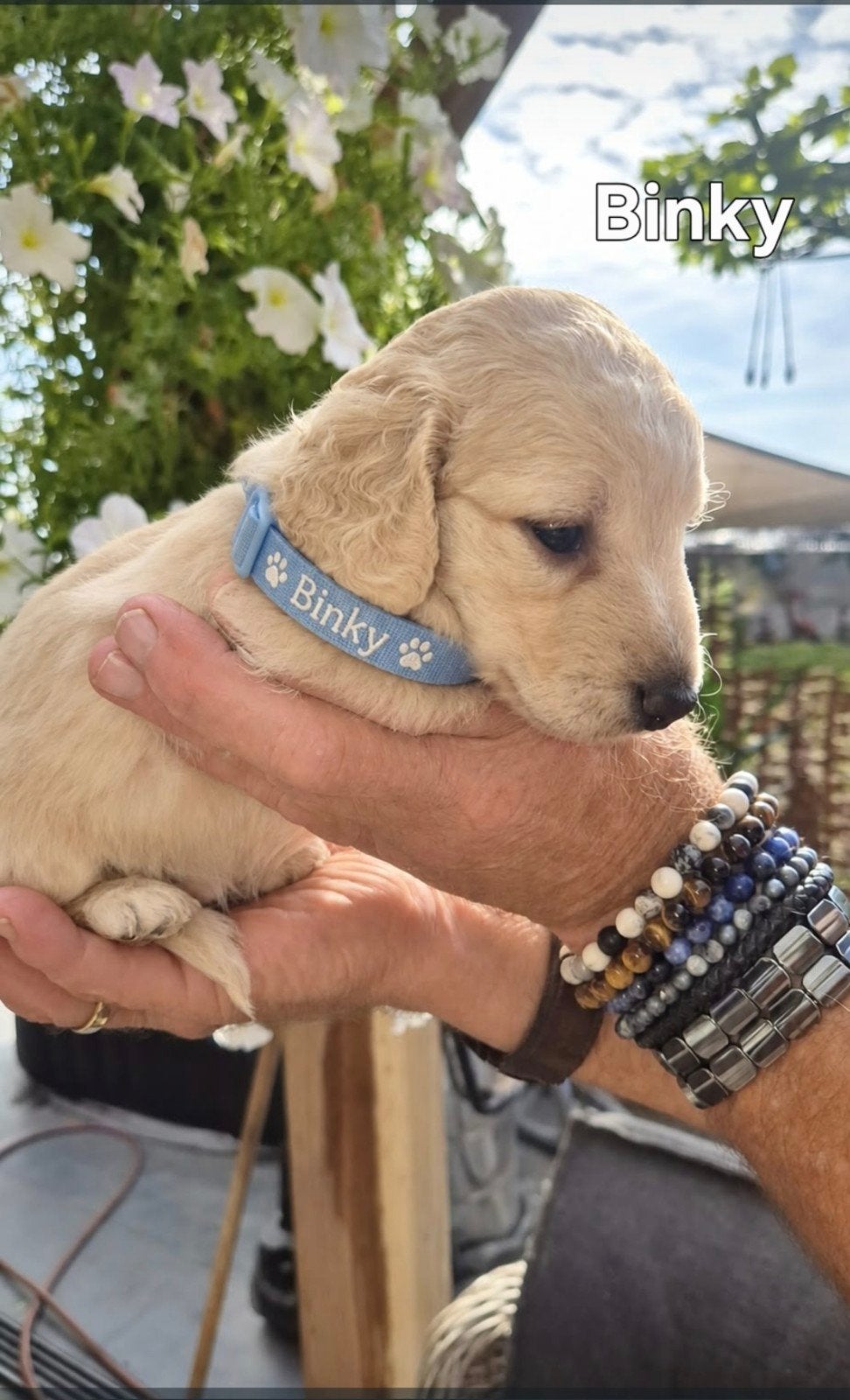 prachtige Creme kaninchen/dwerg Teckelpups, Dieren en Toebehoren, Kaninchen, 8 tot 15 weken, Langhaar, Meerdere