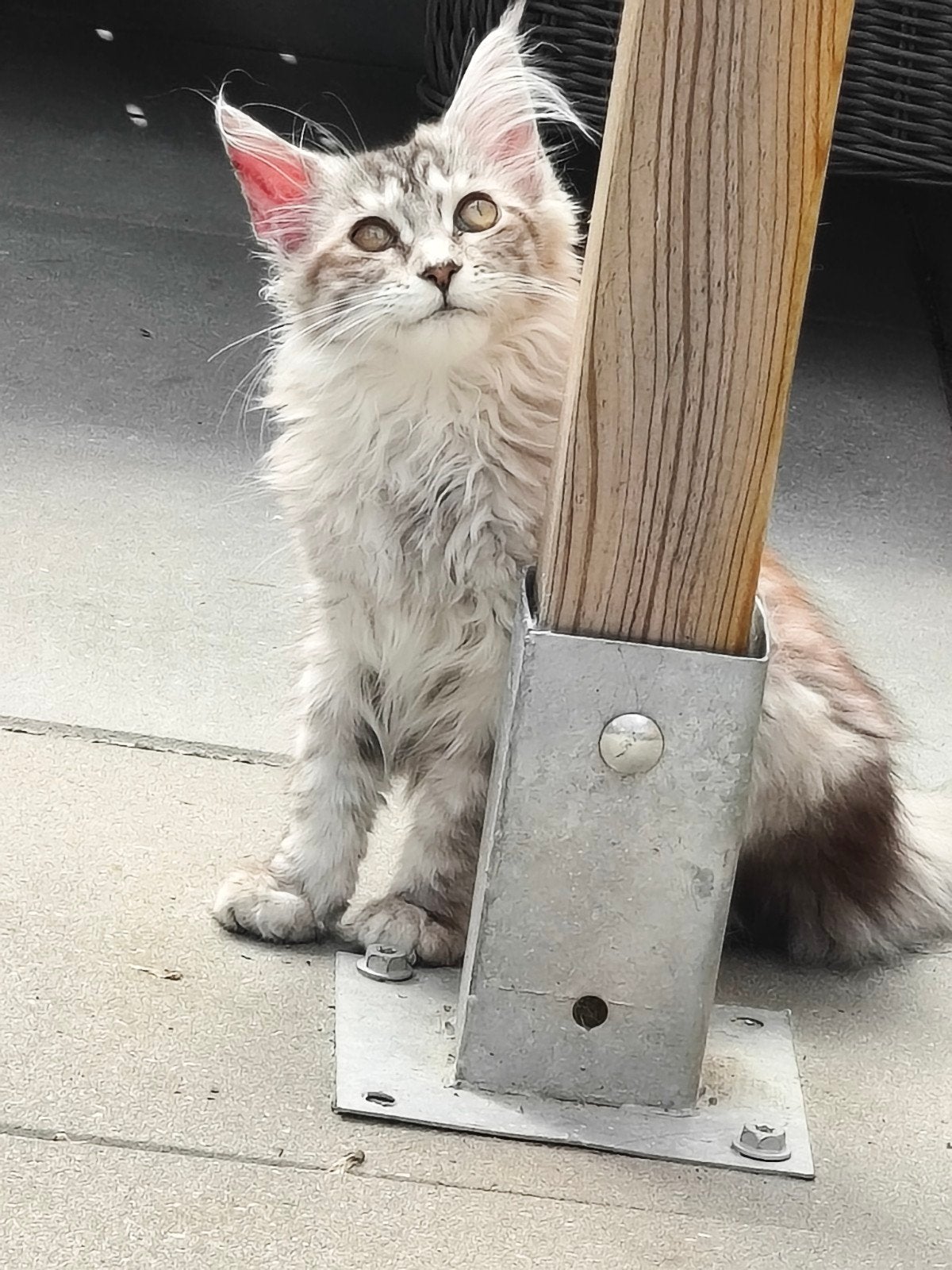 maine Coon, Poes, Gechipt