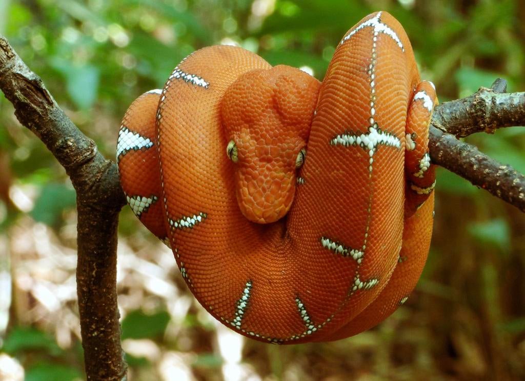 Gezocht ! Corallus caninus.  Emeralt boomboa.   Nk 2025/26, Dieren en Toebehoren, Reptielen en Amfibieën, Slang, 0 tot 2 jaar