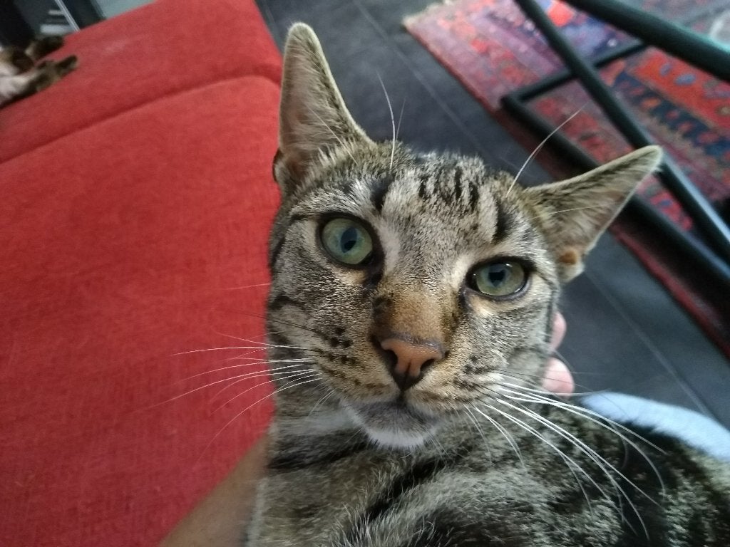 Vermist Tijgertje Valkenswaard Nieuwe Waalreseweg Jumbo, Dieren en Toebehoren, Kat