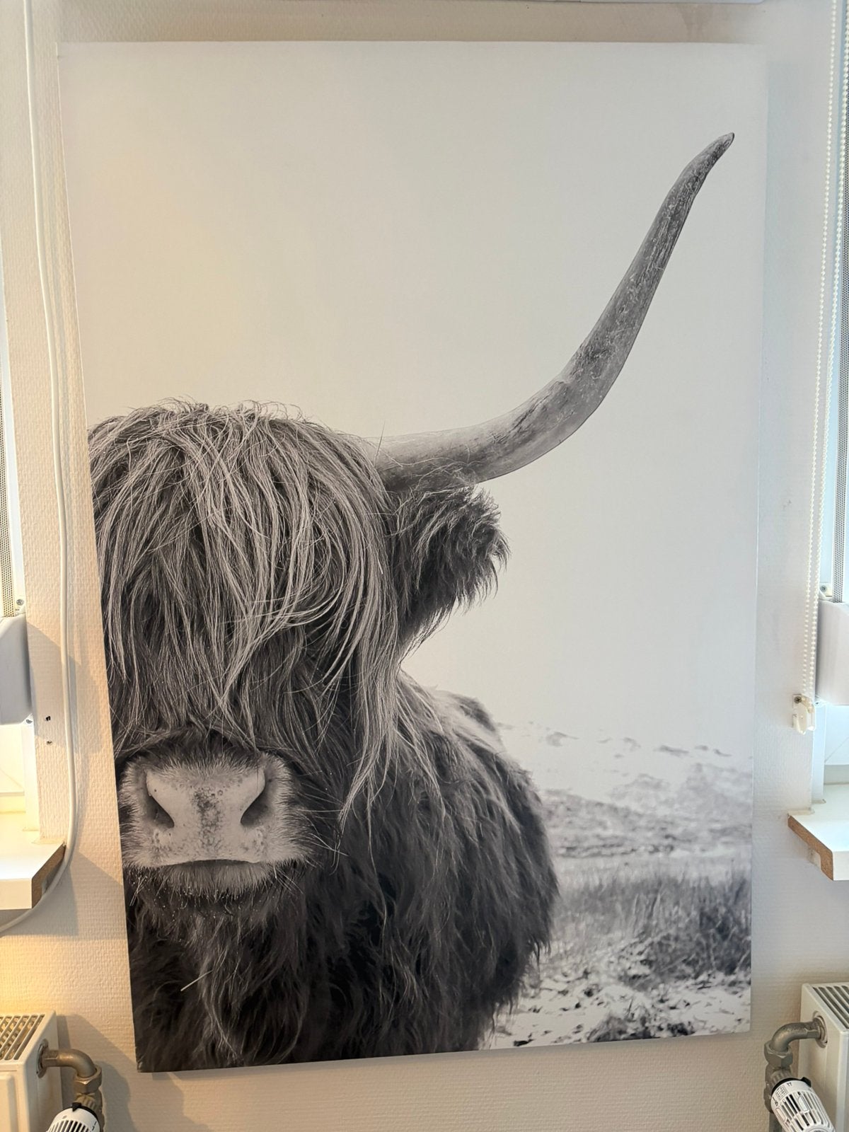 Canvas hooglander, Ophalen, Zo goed als nieuw, Schilderij