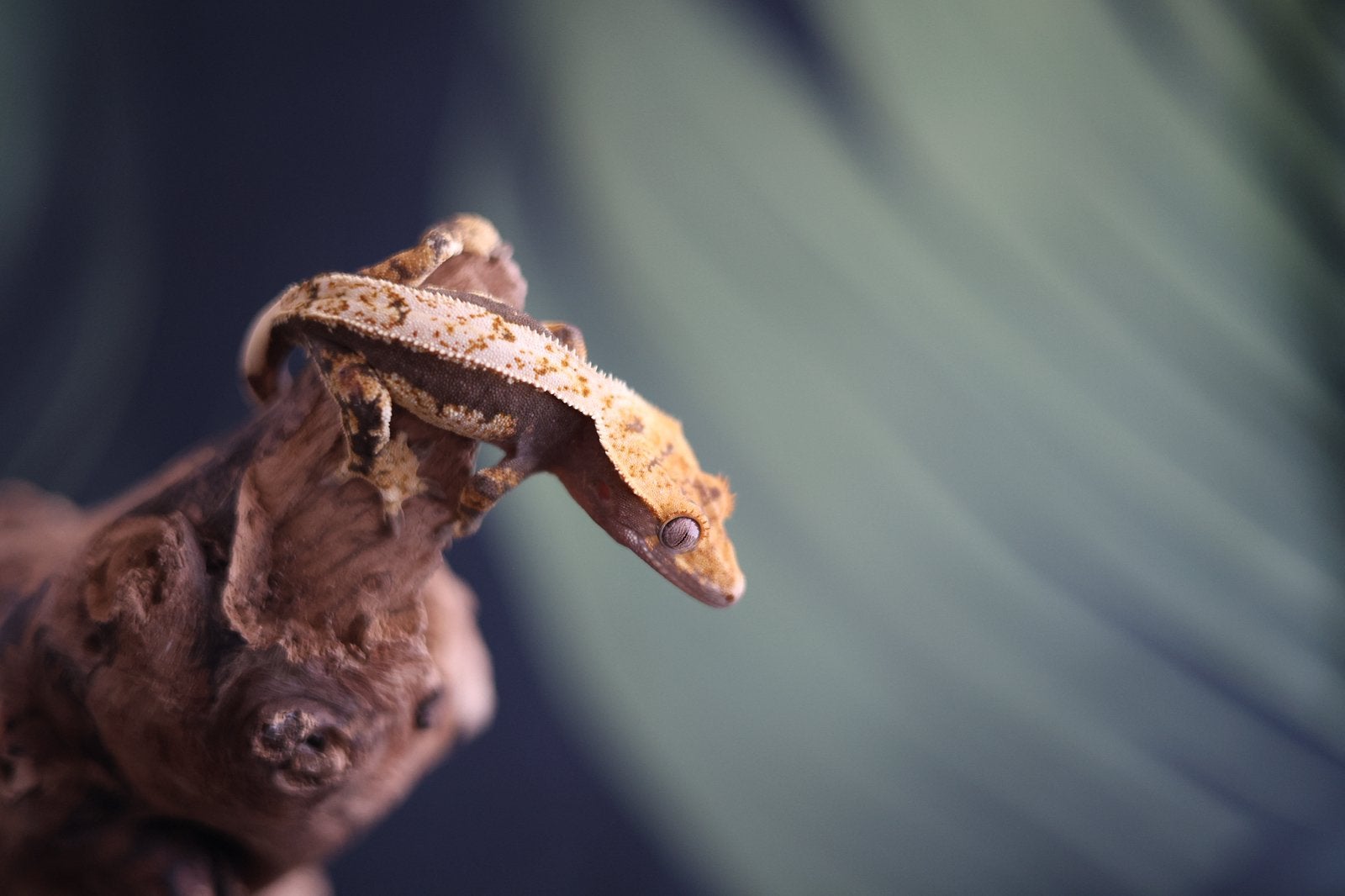 Mooie Tricolor Wimpergekko (Crested Gecko) Crested Gecko - unknown for sale from MaRa81