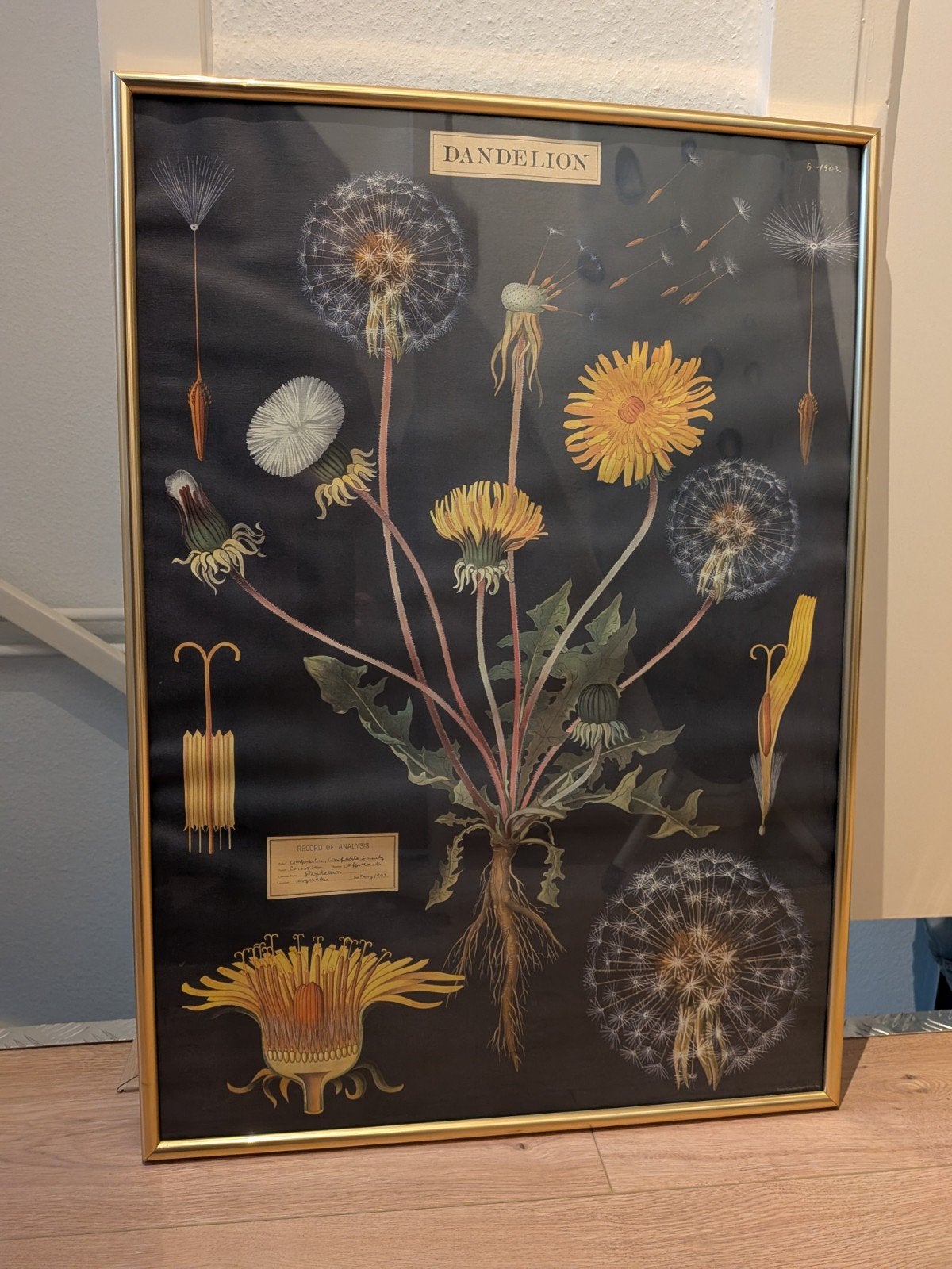 Ingelijste Paardebloem print poster, Ophalen, Gebruikt, Print, 75 – 100