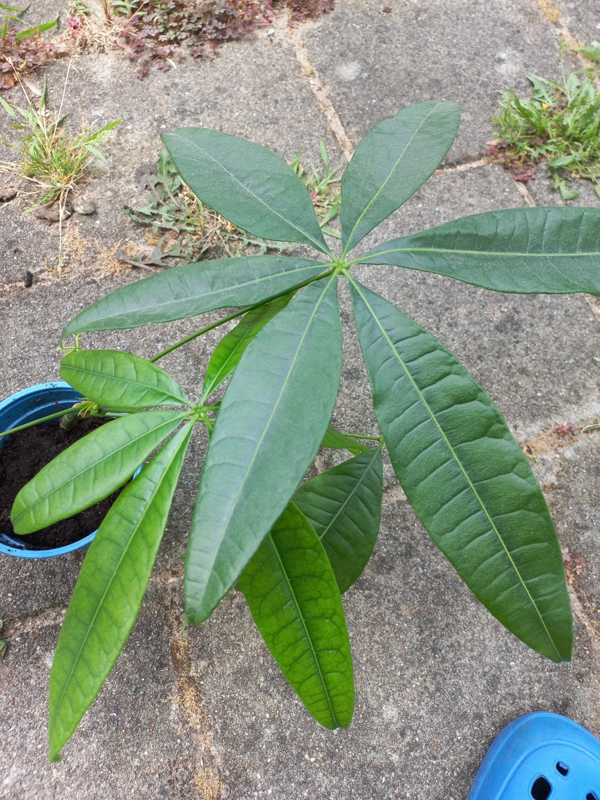 Junavera Pachira aquatica 

(Geldboom), Huis en Inrichting, Ophalen, Halfschaduw, Minder dan 100 cm
