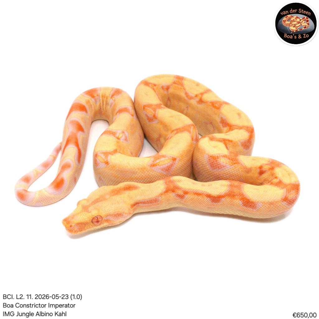 Boa Constrictor Imperator Litter 02 2026 Boa Constrictor photo 2