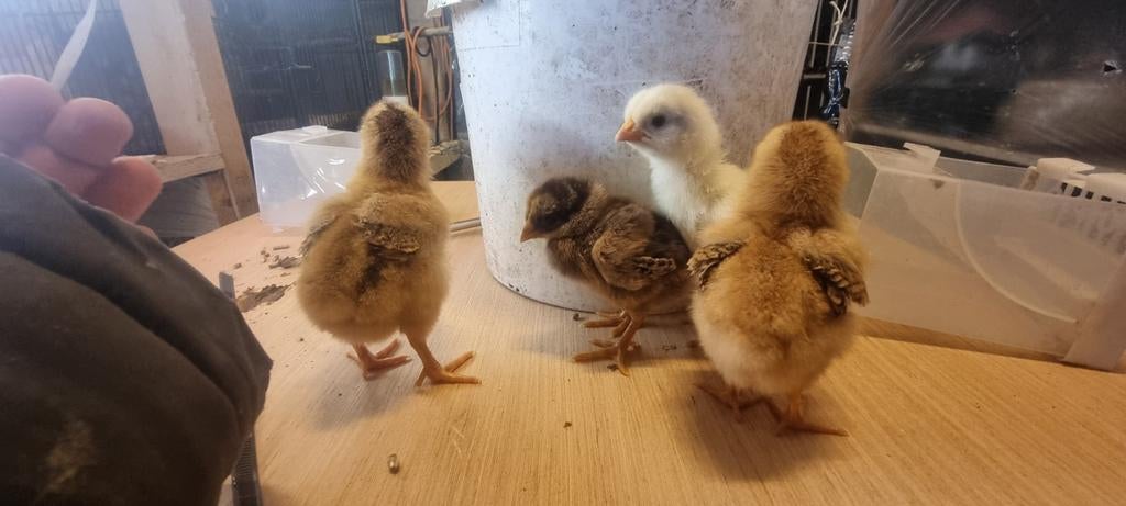 Nog 1 lieve kuikentje uit mooie bonte dubbeldoel kippen, Geslacht onbekend, Kip