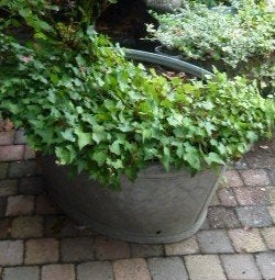grote zinken teil met vaste planten, Tuin en Terras, Ophalen, Gebruikt, Metaal, Tuin