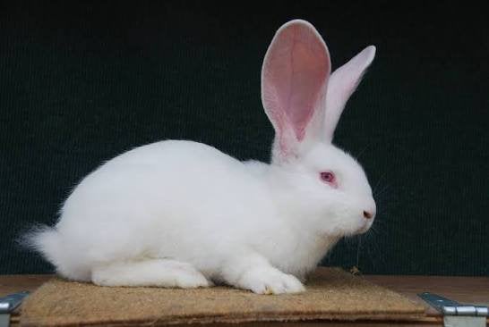 Te koop gevraagd vlaamse reus / lotharinger, Dieren en Toebehoren, Mannelijk, Groot