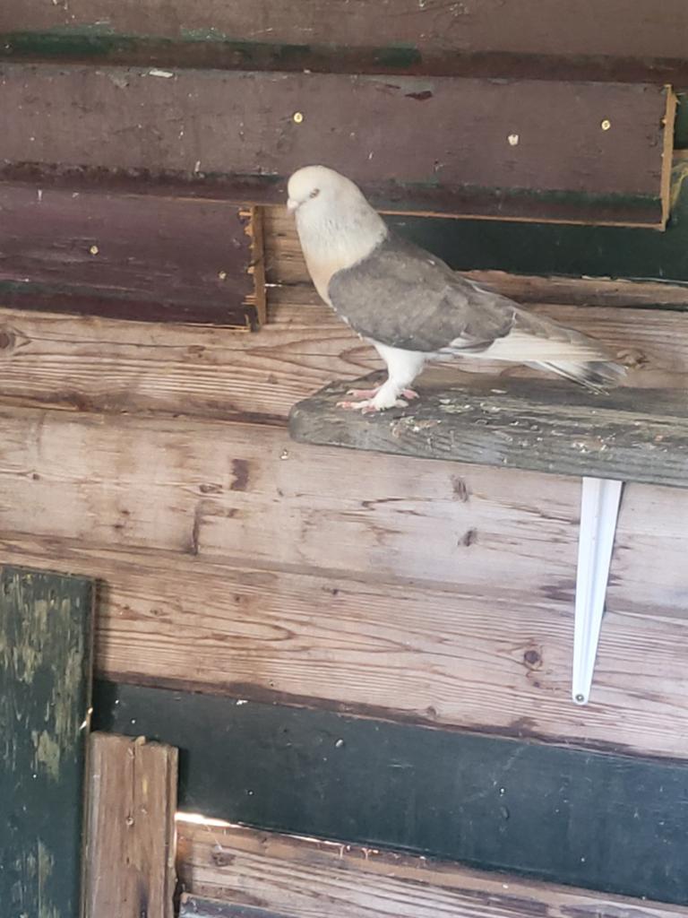 Takla en koppel  hoogvliegers, Dieren en Toebehoren, Vogels | Overige Vogels, Mannelijk