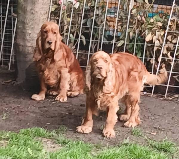 Lieve Engelse cocker spaniëls zoeken goudenmand., Dieren en Toebehoren, België, Particulier, 1 tot 2 jaar, Teef
