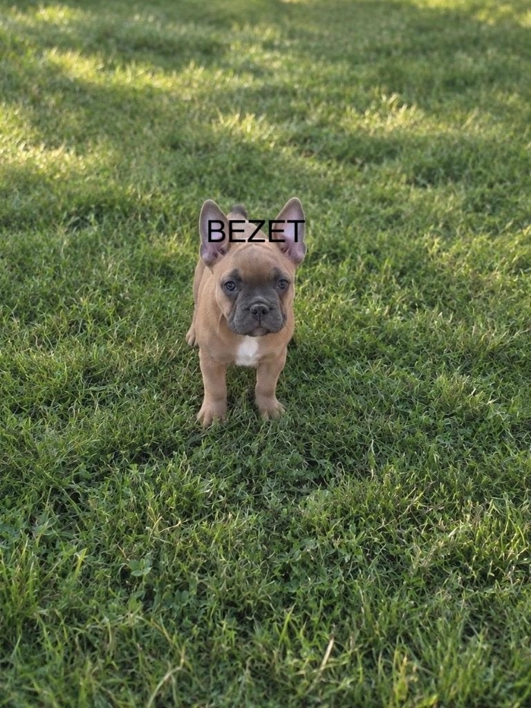 Franse Bulldog Puppy`s, 8 tot 15 weken, Bulldog, Meerdere, Meerdere dieren