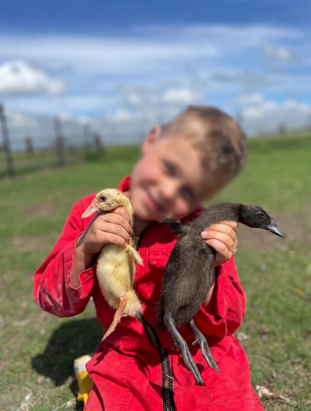 Jonge Indische loopeenden, eendjes, diverse kleuren, Dieren en Toebehoren, Pluimvee, Meerdere dieren, Eend